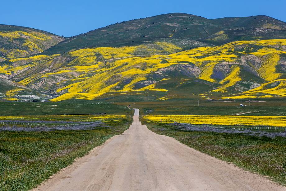 Fotógrafo registra paisagem florida na chegada da primavera, em Carrizo, Califórnia