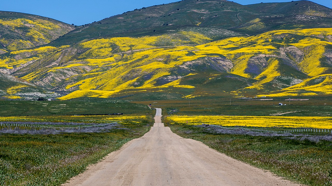 Fotógrafo registra paisagem florida na chegada da primavera, em Carrizo, Califórnia