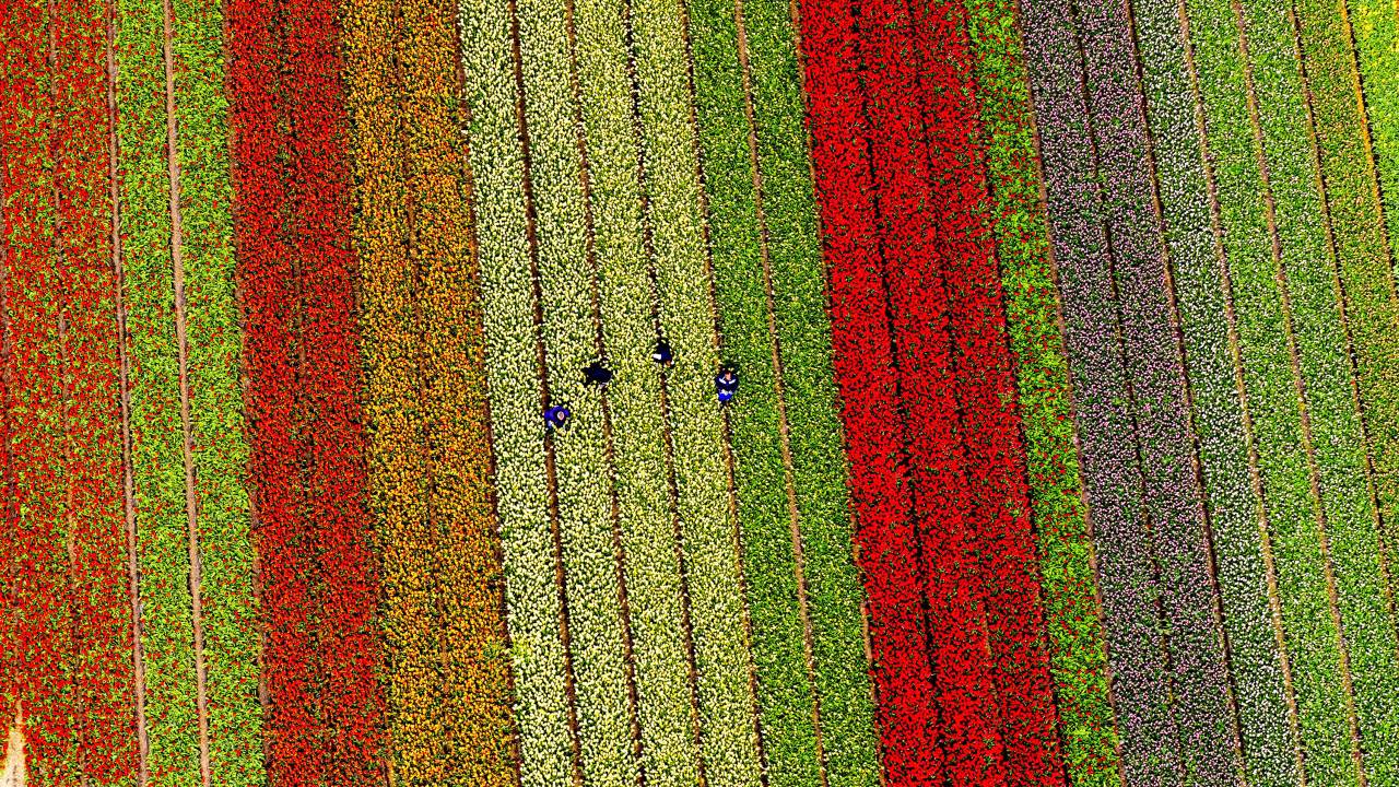 Fazendas de tulipas na Holanda