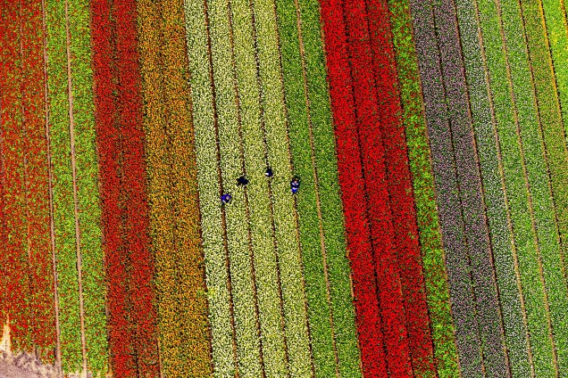Foto aérea feita em Lisse, na Holanda mostra os campos repletos de tulipas