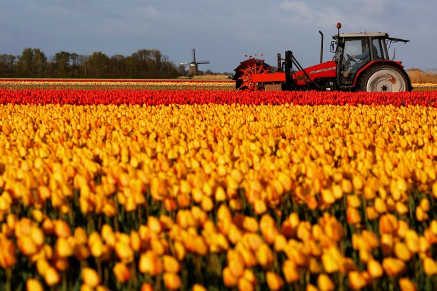 Trator trabalha na colheita de tulipas em um campo em Den Helder, na Holanda