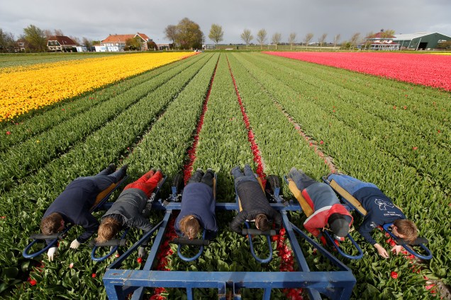 Trabalhadores sobem em um trator para recolher tulipas em campo em Don Helder, na Holanda