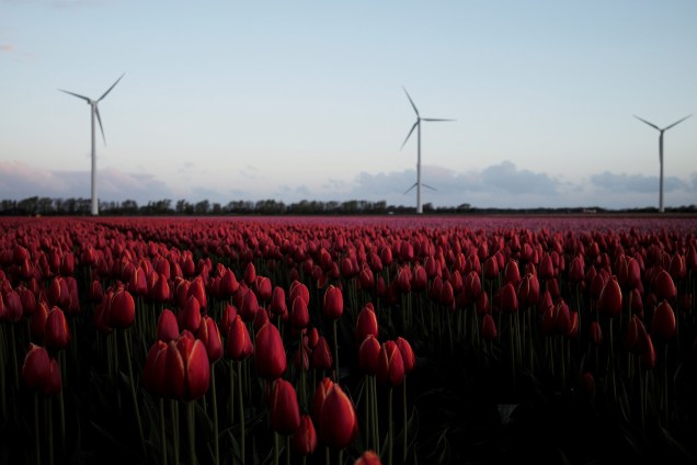 Campo de tulipas em Den Helder, na Holanda