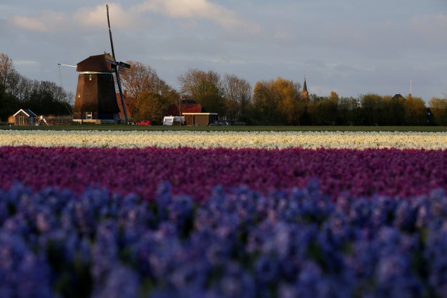 O nascer do sol brilha sobre os campos da tulipa em Den Helder, na Holanda