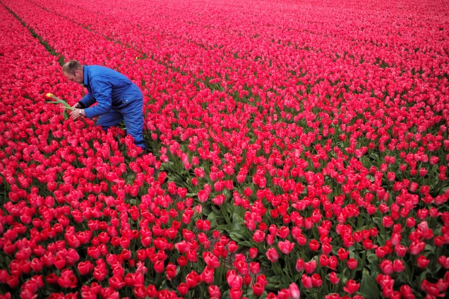 O fazendeiro colhe uma tulipa amarela de um campo de flores vermelhas para evitar que o seu crescimento danifique o resto da plantação, em Den Helderin, na Holanda