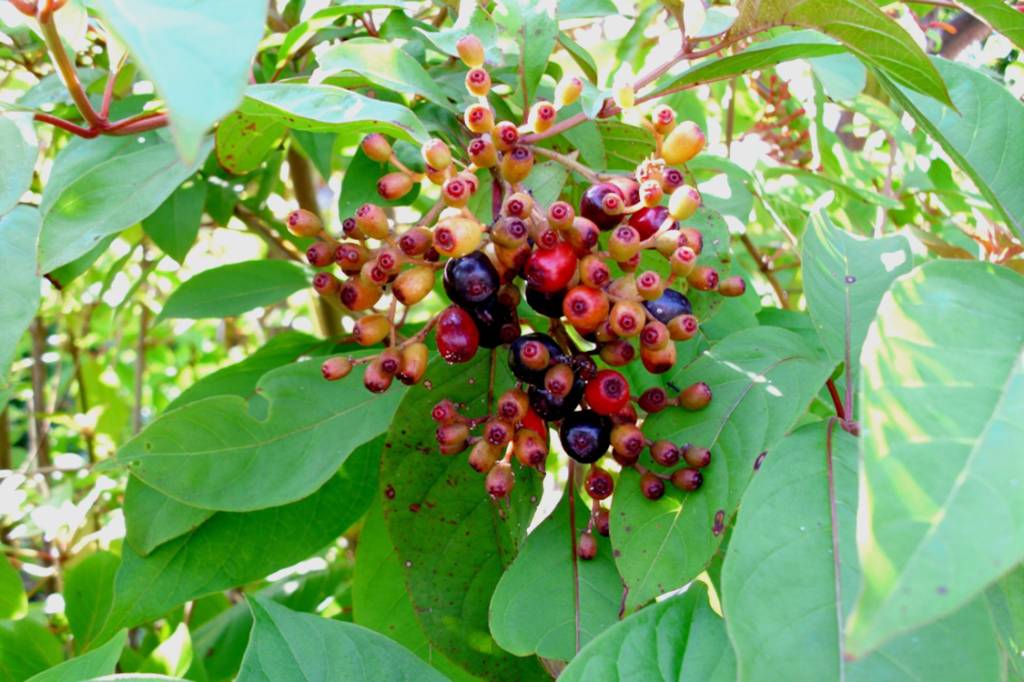 Foco de frutos da Hamelia patens