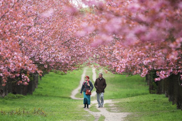 Casal caminha por alameda de cerejeitas floridas em Berlim, na Alemanha - 20/04/2017