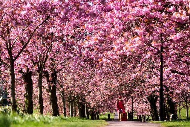 Mulher passeia por cerejeiras floridas em Harrogate, Yorkshire, Reino Unido - 18/04/2017