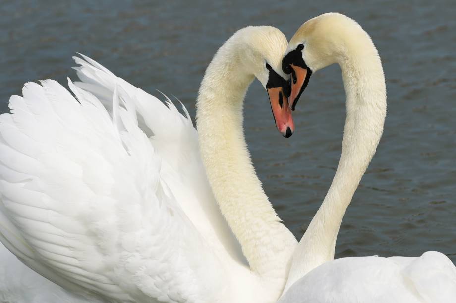 Casal de cisnes nada em uma lagoa no jardim do castelo Nymphenburg em Munique, na Alemanha - 21/04/2017