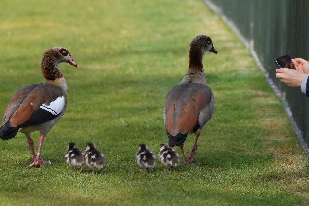 Visitantes registram imagens de uma família de patos no Hyde Park em Londres, na Inglaterra - 27/04/2017