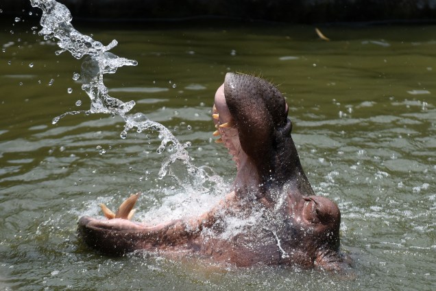 Hipopótamo é refrescado com água em um dia quente no Parque Zoológico Nacional Anna em Chennai, Índia - 26/04/2017