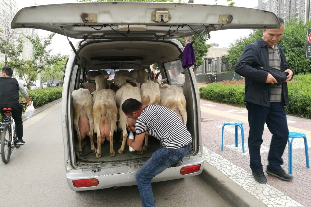 Homem vende leite fresco de cabra na parte traseira de uma minivan em Xi'an, província de Shaanxi, na China - 24/04/2017
