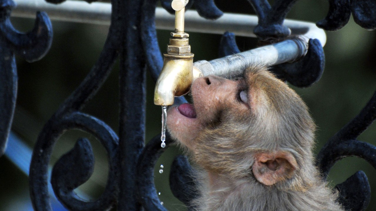 Imagens do dia - Macaco bebe água em torneira na Índia