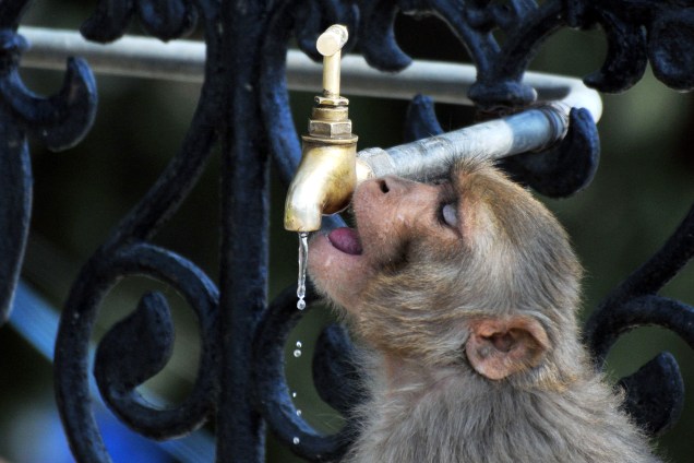 Macaco bebe água de uma torneira para se refrescar em um dia quente na cidade de Shimla, norte da Índia - 19/04/2017