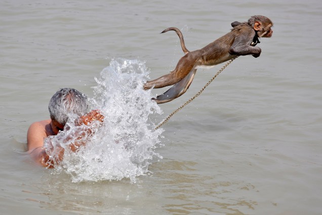 Macaco de estimação nada com seu tratador nas águas do rio de Ganges, para se refrescar do calor em Calcutá, na Índia - 26/04/2017