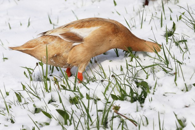 Pato procura por alimento em um prado coberto de neve  perto de Aitrang, sul da Alemanha - 19/04/2017