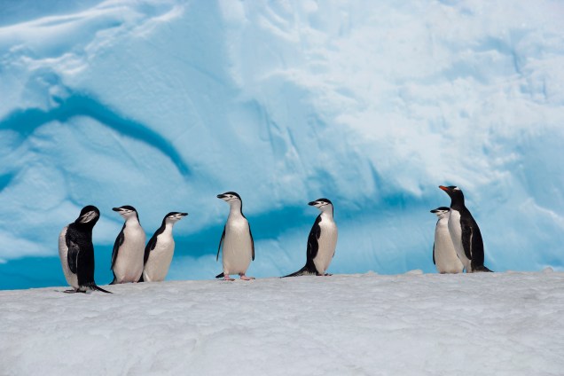 Imagem divulgada pela organização Pew Charitable Trusts mostra pinguins na Antártica. A publicação realizada no Dia Mundial dos Pinguins, alerta para promoção da saúde e preservação das aves marinhas afetadas diretamente pelas mudanças climáticas - 25/04/2017