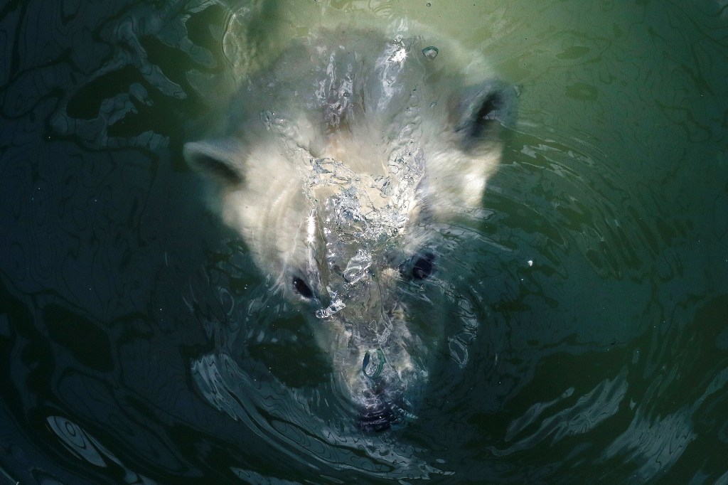 Imagens do dia - Ursa polar Aurora nada na piscina de zoo na Rússia