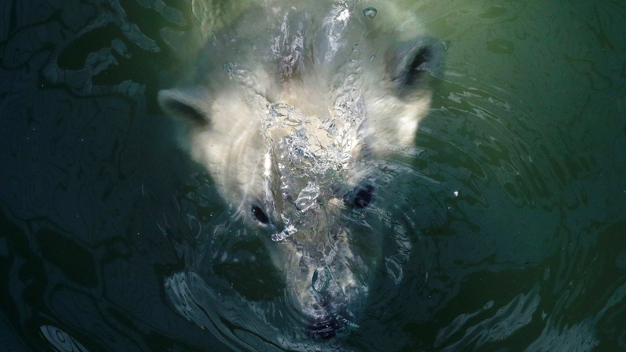 Imagens do dia - Ursa polar Aurora nada na piscina de zoo na Rússia