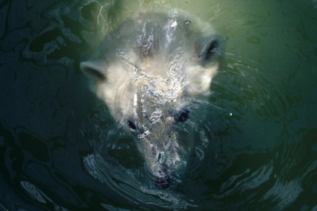 Aurora, ursa polar de sete anos, nada na piscina do zoológico Royev Ruchey no subúrbio da cidade de Krasnoyarsk, na Rússia - 24/04/2017