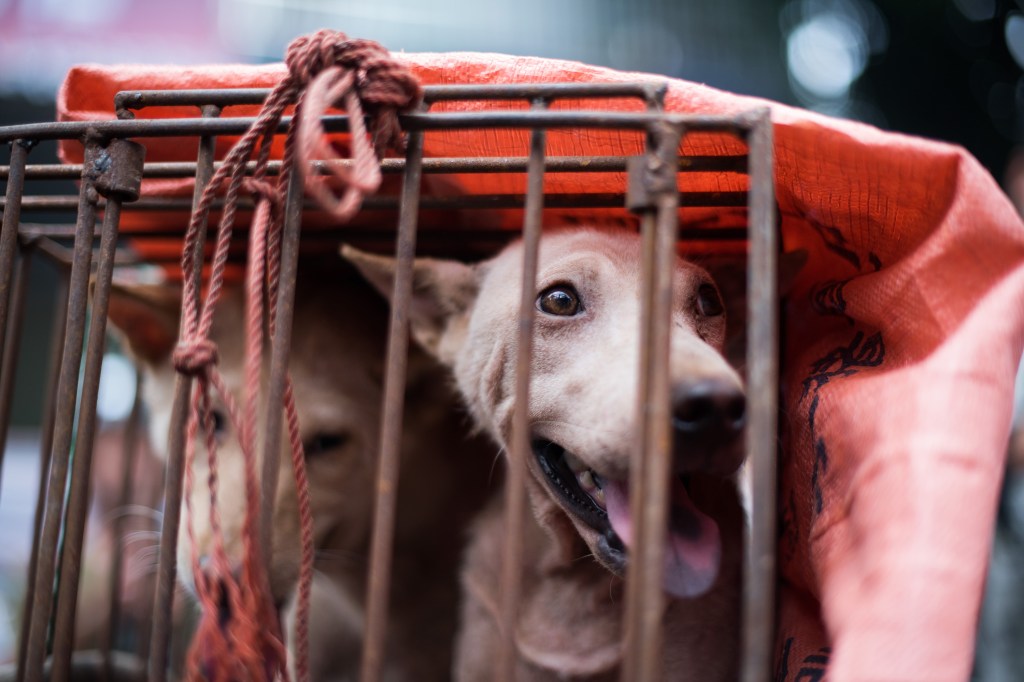 Festival de carne de cachorro na China