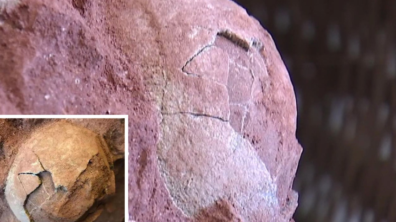 Fósseis de ovos de dinossauro encontrados na China