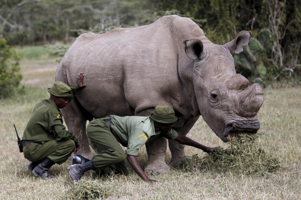 Sudan, rinoceronte branco do norte