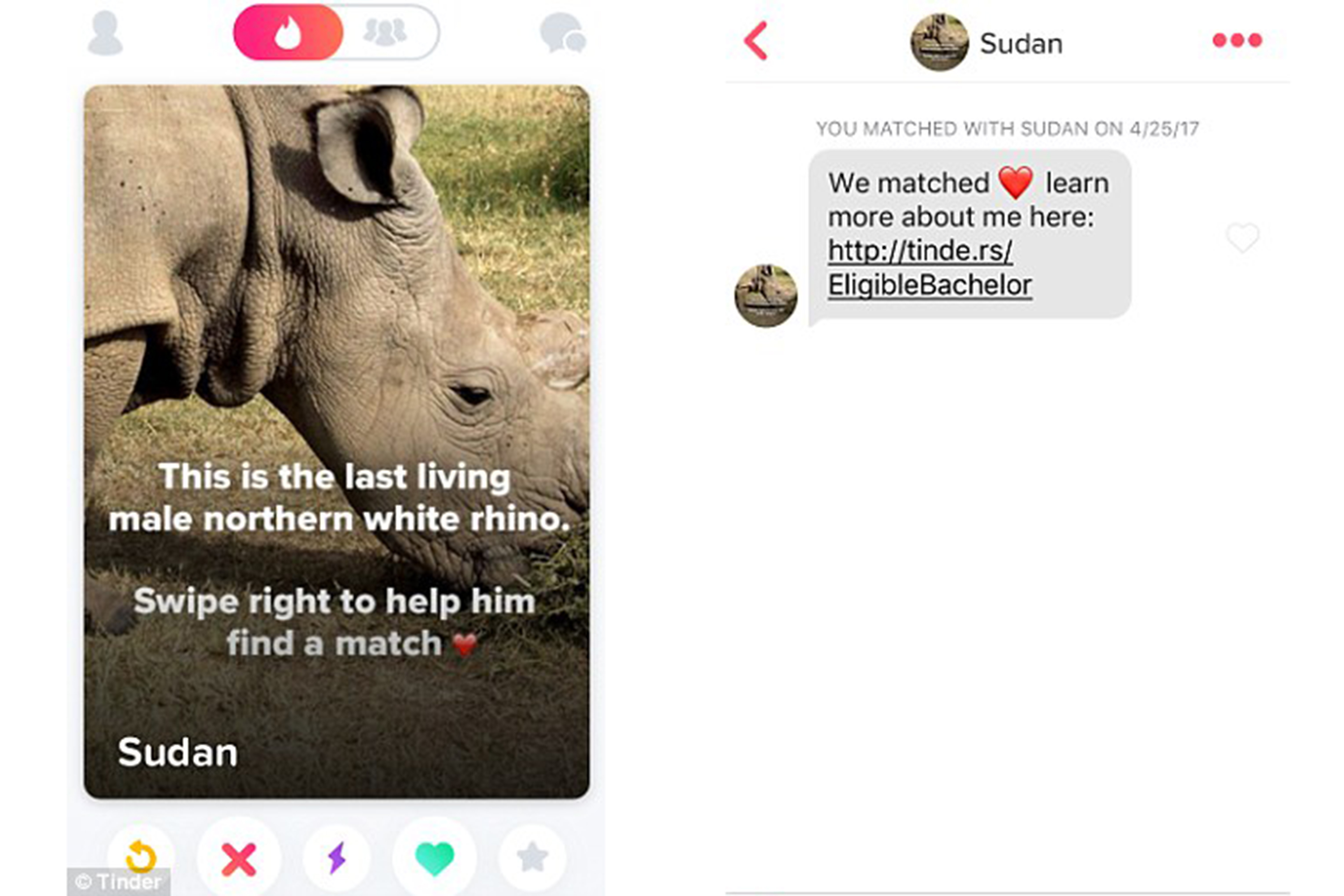 Sudan, rinoceronte branco do norte ganha perfil no Tinder