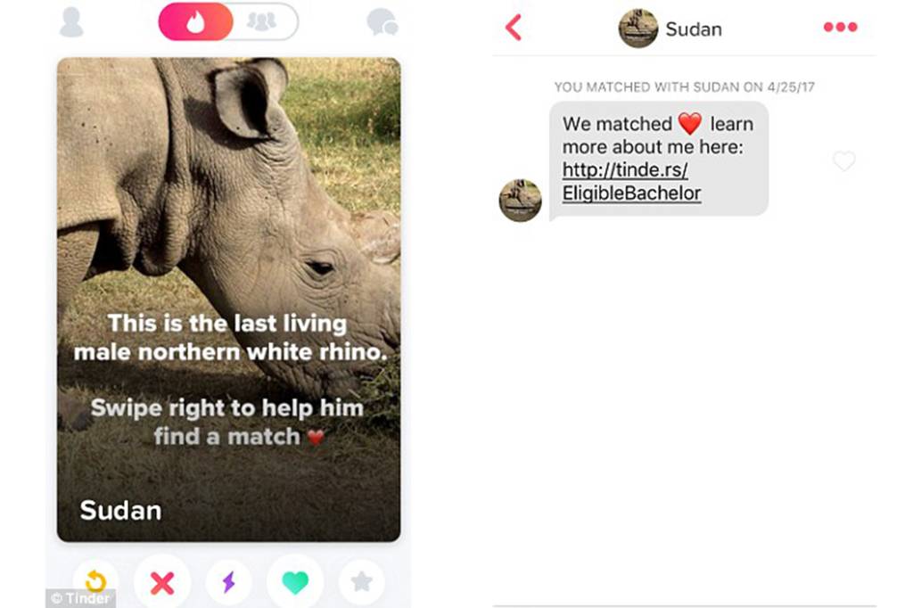 Sudan, rinoceronte branco do norte ganha perfil no Tinder