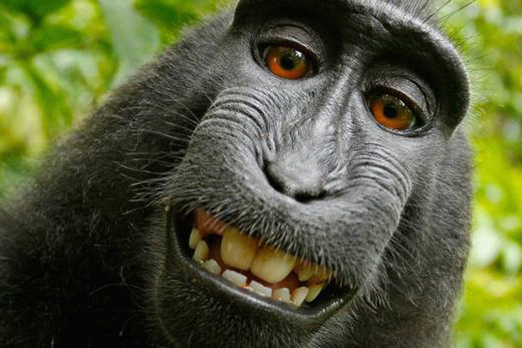 Macaco tira selfie
