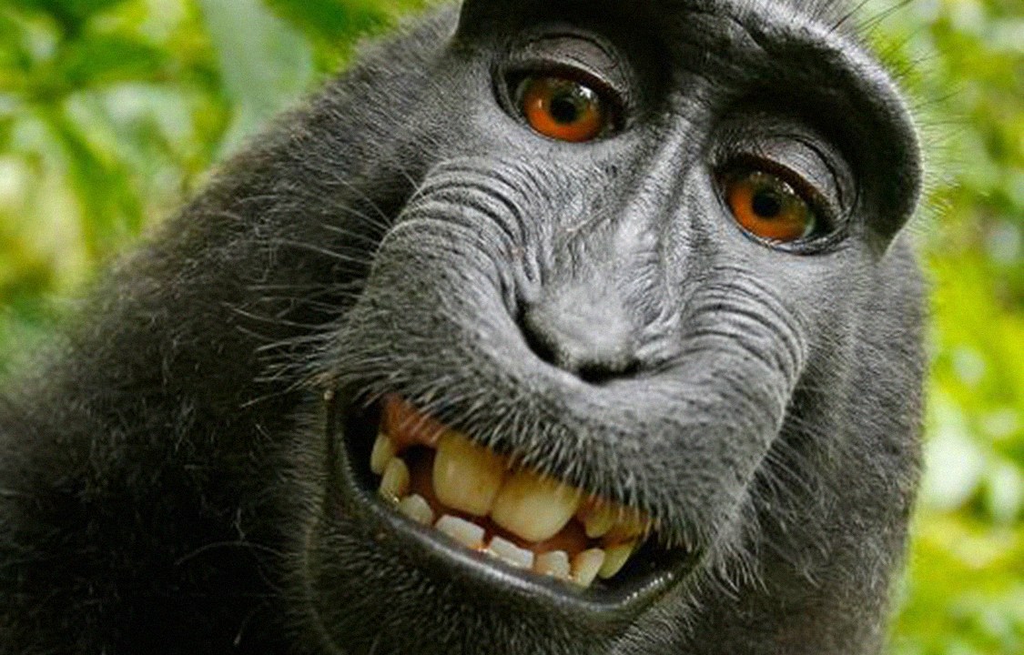 Macaco tira selfie