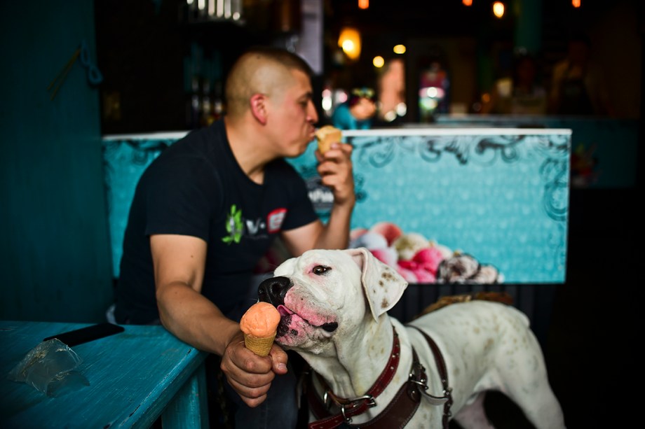 Cachorro da raça Boxer toma sorvete junto com seu dono, em sorveteria que oferece produtos para cachorros na Cidade do México