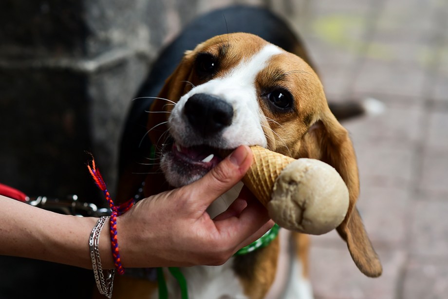 Cachorro da raça beagle toma sorvete em loja canina na Cidade do México