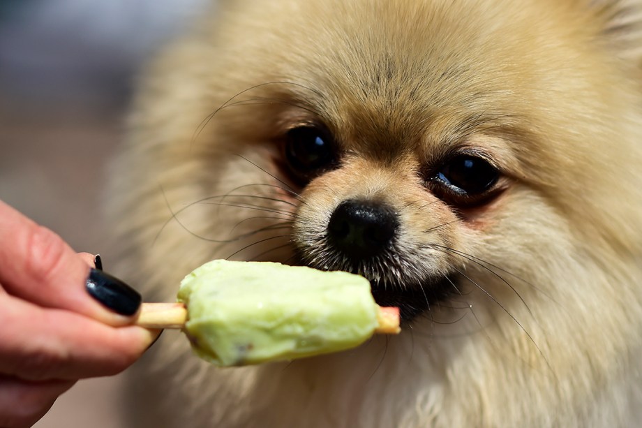 Lulu da Pomerânia toma sorvete da mão de sua dona, em sorveteria especializada em cachorros na Cidade do México