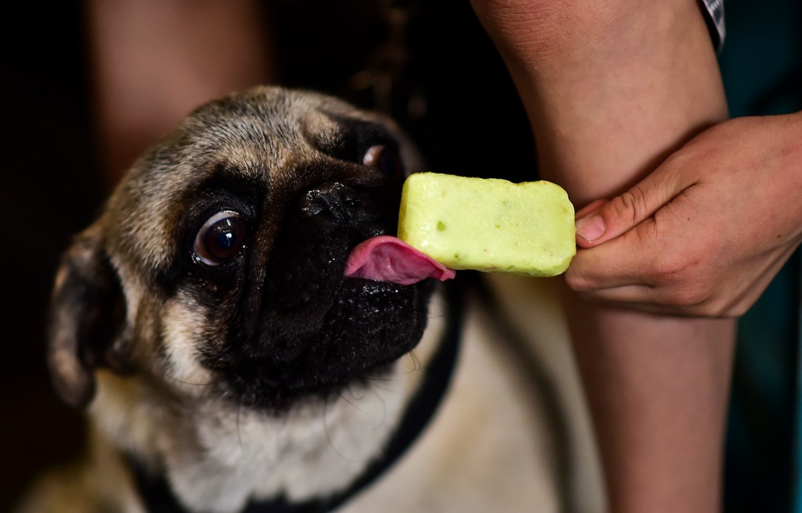 Cachorrinho da raça Pug toma sorvete canino em uma sorveteria na Cidade do México