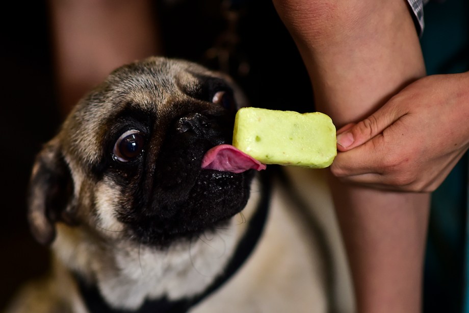 Cachorrinho da raça Pug toma sorvete canino em uma sorveteria na Cidade do México