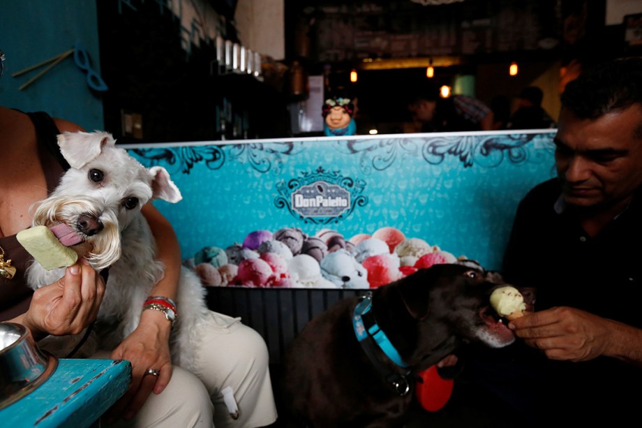 Cachorrinhos tomam sorvete canino em uma sorveteria especializada na Cidade do México