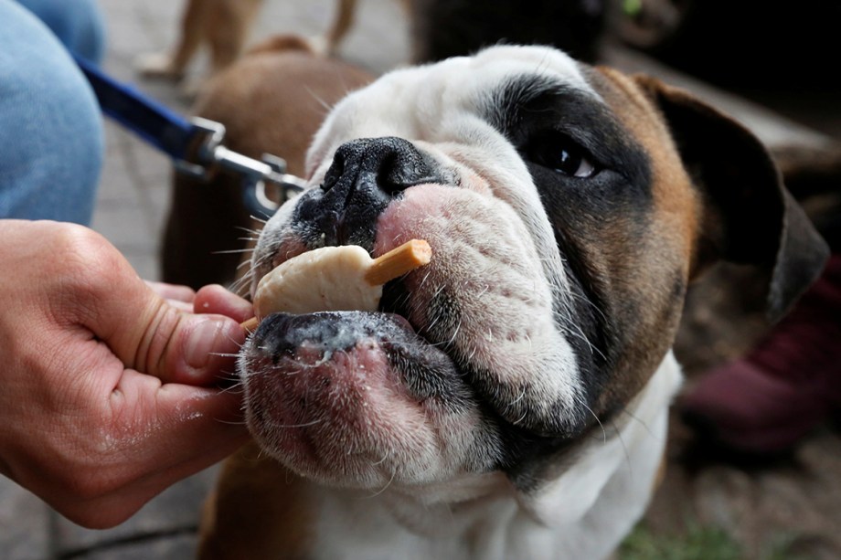 Bulldog toma picolé das mãos de seu dono em uma sorveteria especializada na Cidade do México