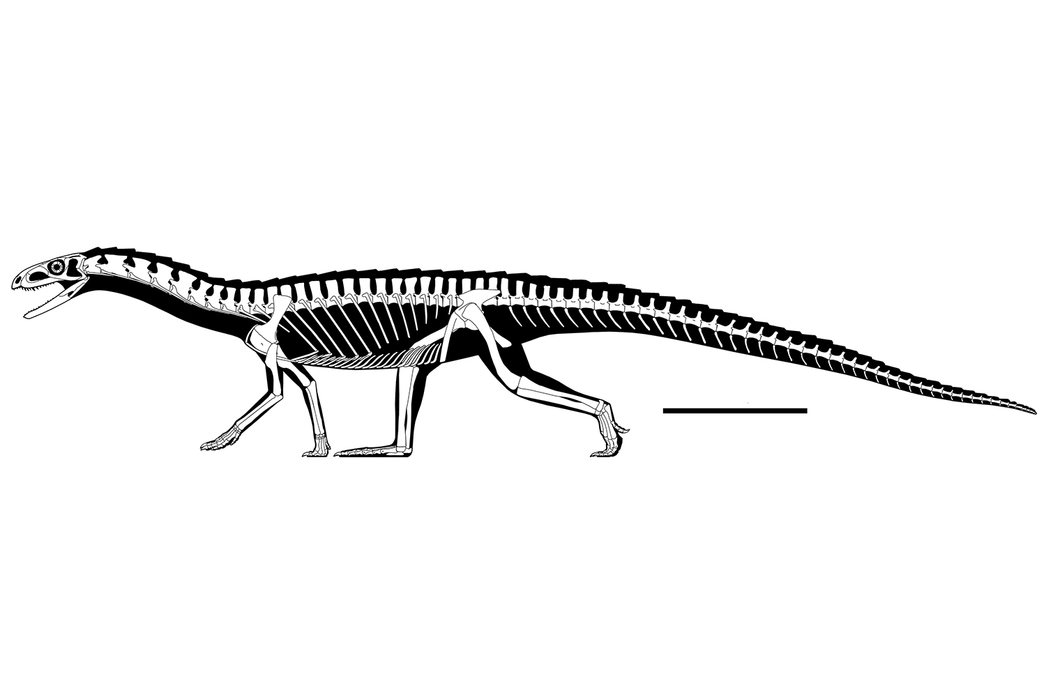 Teleocrater rhadinus