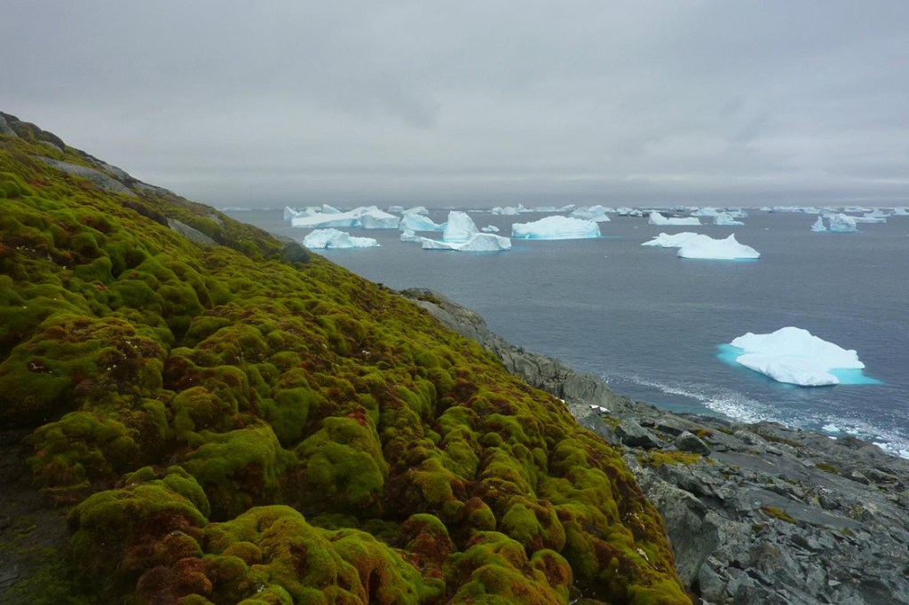 Aquecimento global e derretimento de calotas na Antártica está causando aparecimento de vegetação