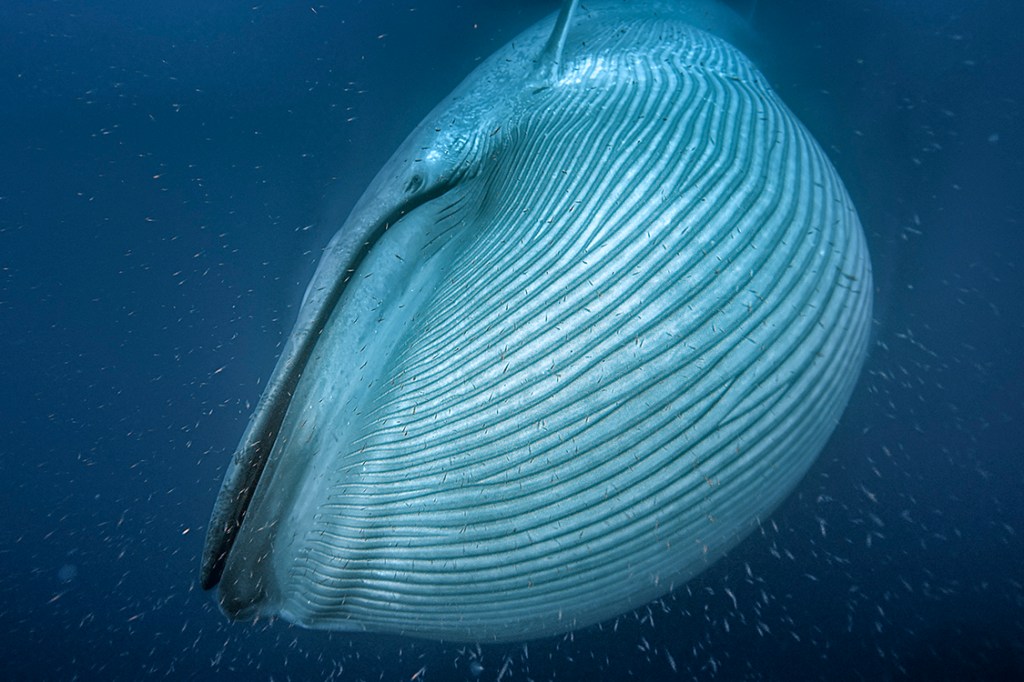 Baleia azul, o maior animal vertebrado da história, na costa da Califórnia, Estados Unidos