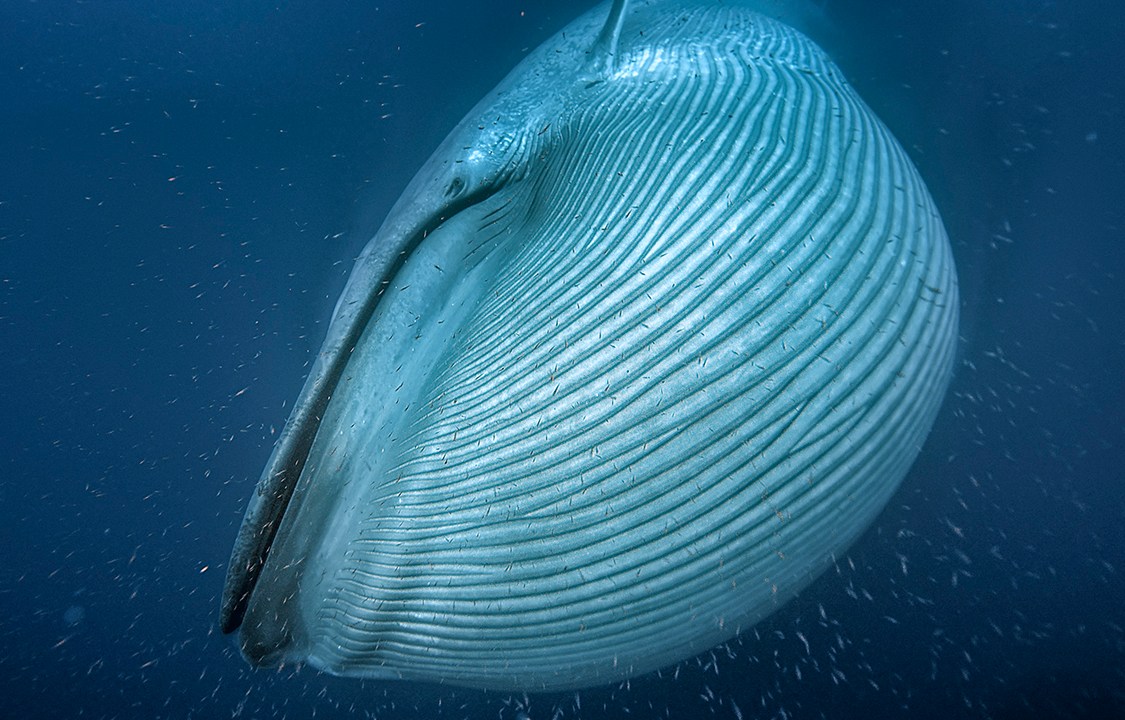 Baleia azul, o maior animal vertebrado da história, na costa da Califórnia, Estados Unidos