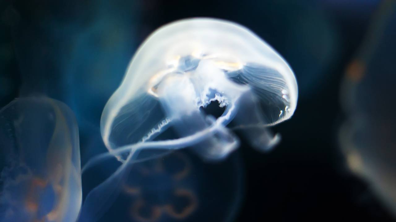 Bioluminescência