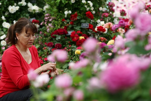 Mulher analisa flores e arruma arranjos expostos no festival Chelsea Flower Show