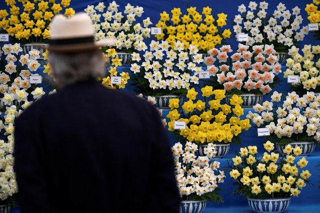 Visitante observa estande de narcisos durante o festival das flores Chelsea Flower Show, em Londres