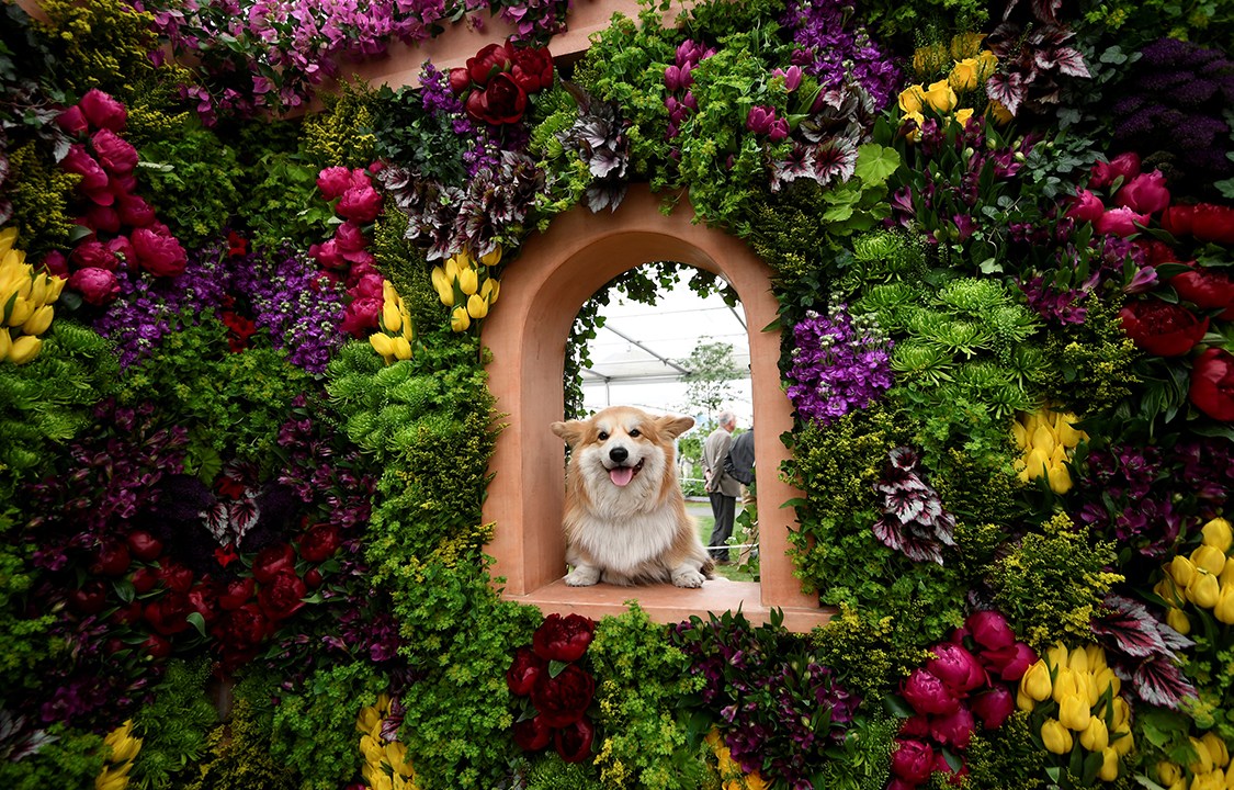 Cachorro da raça Corgi é fotografado entre os arranjos de flores expostos no festival Chelsea Flower Show, em Londres