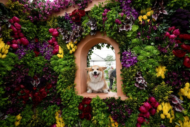 Cachorro da raça Corgi é fotografado entre os arranjos de flores expostos no festival Chelsea Flower Show, em Londres