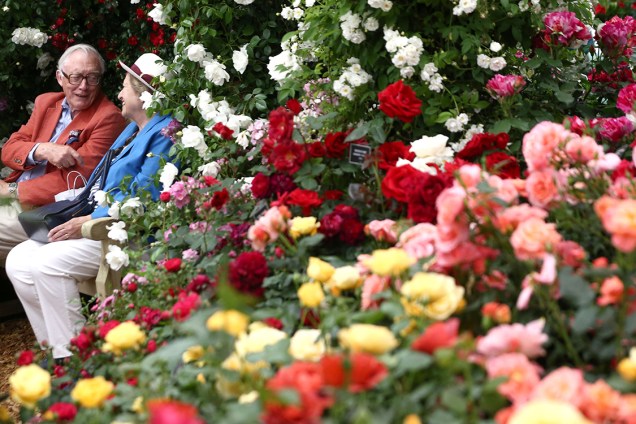 Casal de idosos visita o estande de rosas no festival das flores Chelsea Flower Show, em Londres, na Inglaterra