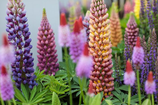 Flores de grande variedade são expostas anualmente para o festival Chelsea Flowers Show, em Londres, desde 1913