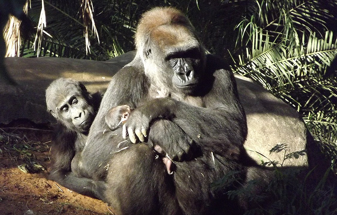 Gorila fêmea amamenta filhote de 4 dias que nasceu no zoológico de Belo Horizonte, Minas Gerais